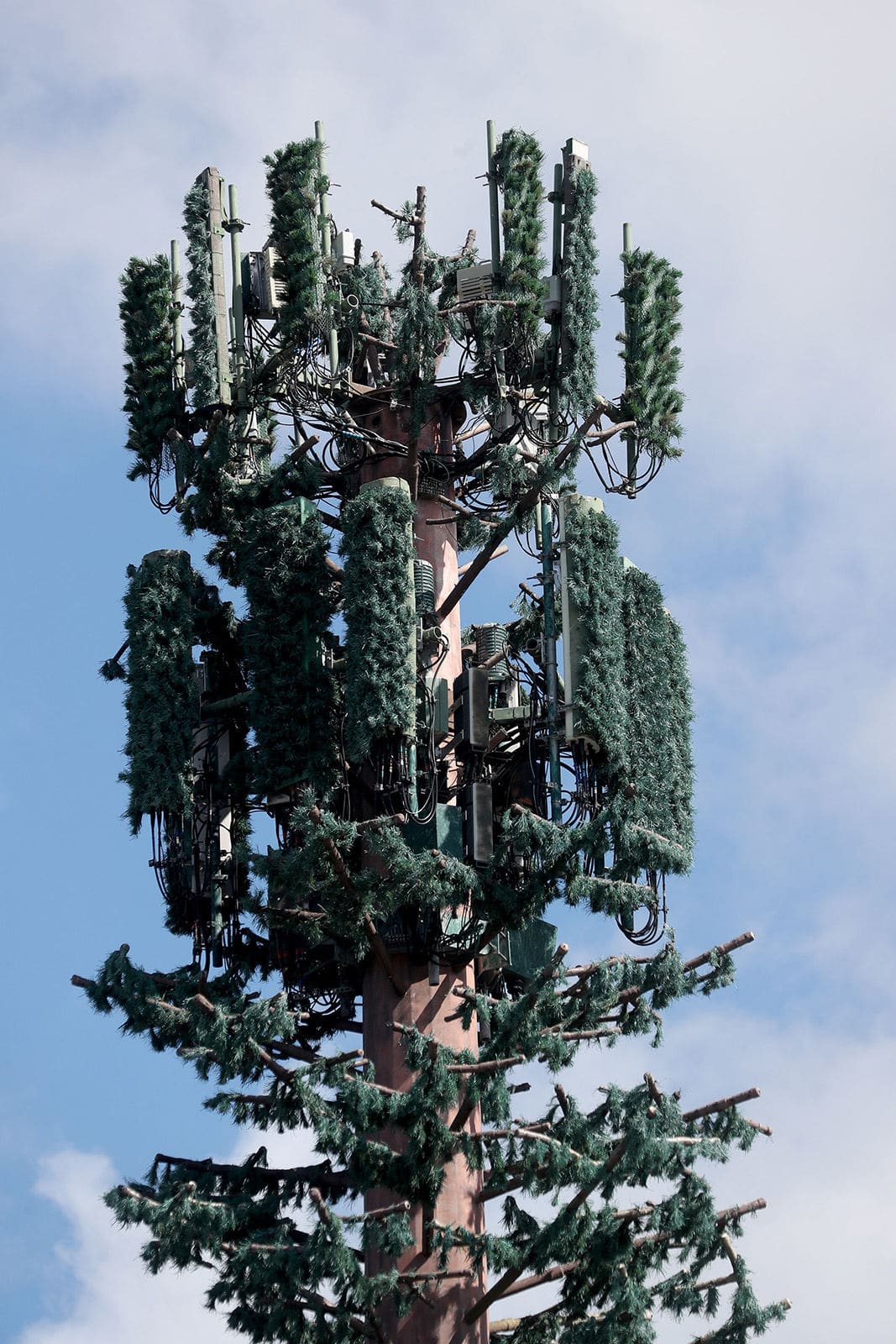 cell tower disguised as a pine tree