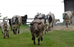 cows running going crazy