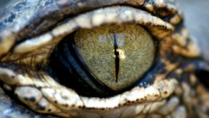 reptilian eye