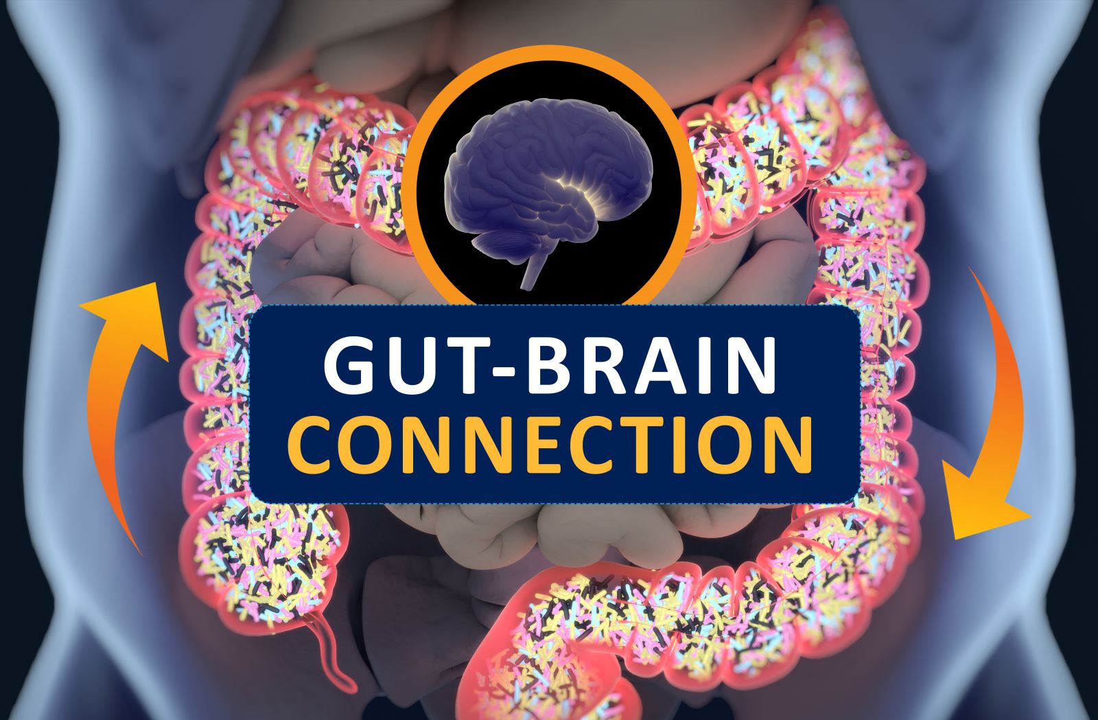 gut - brain connection