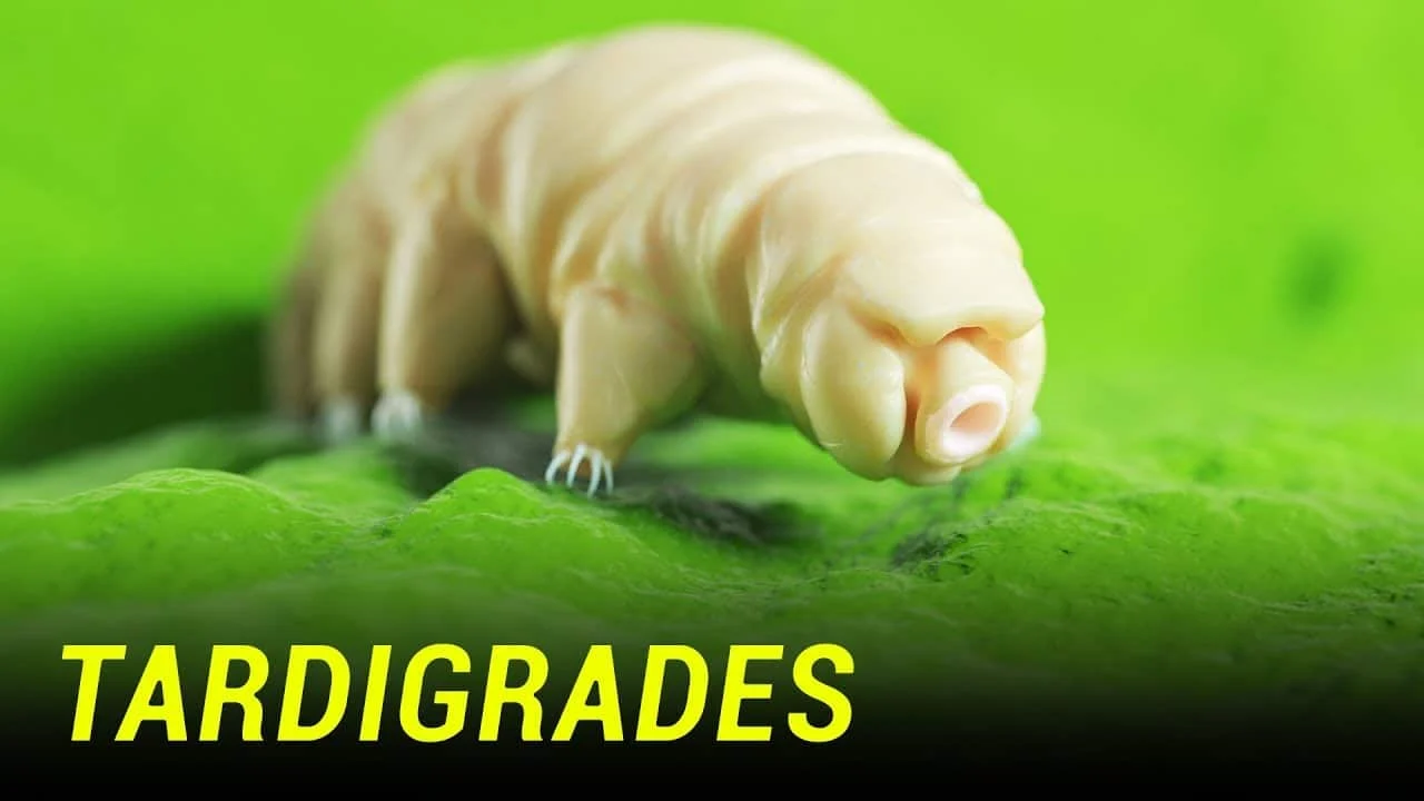 human cells fused with tardigrade genes