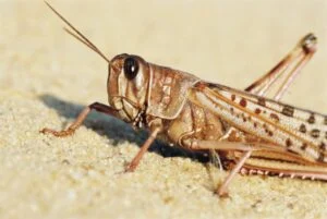 locust