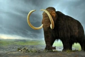 wolly mammoth