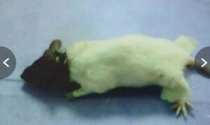 A mouse was given a head transplant as part of bizarre experiments