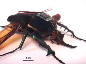 DARPA Hydrogel was injected into the nerve structures of a beetle, to make it controllable via a radio