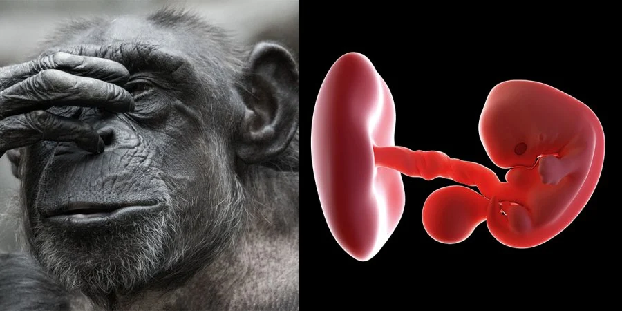 Scientists Create Monkey-Human Chimeric Embryos