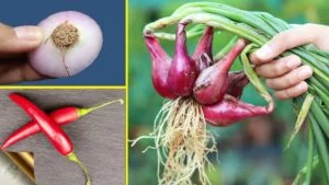 grow vegetables at home from kitchen scraps easily