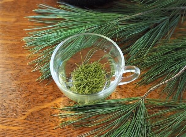 is pine needle tea the answer to Covid shedding vaccinations