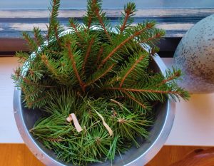 pine and spruce needles for tea against spike proteins Covid vaccine