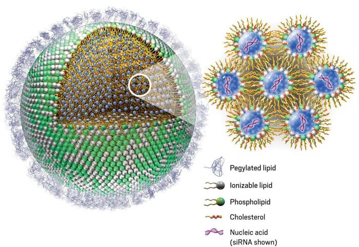 A lipid nanoparticle (LNP) contains hundreds of small interfering RNA (siRNA) molecules, each surrounded by ionizable lipids, phospholipids, and cholesterol
