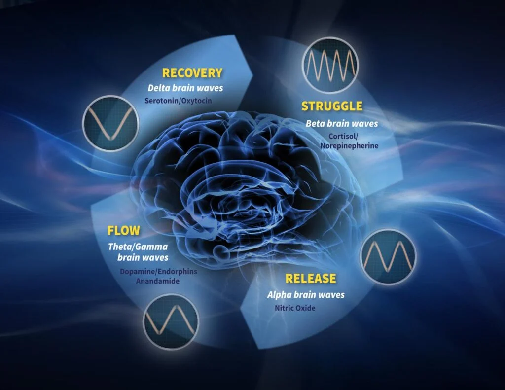 The flow cycle of brain waves