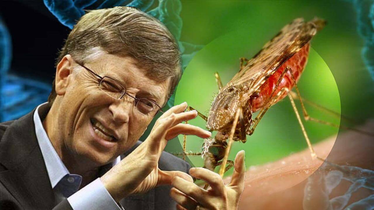 bio-engineered male mosquitoes released by Bill and Melinda Gates