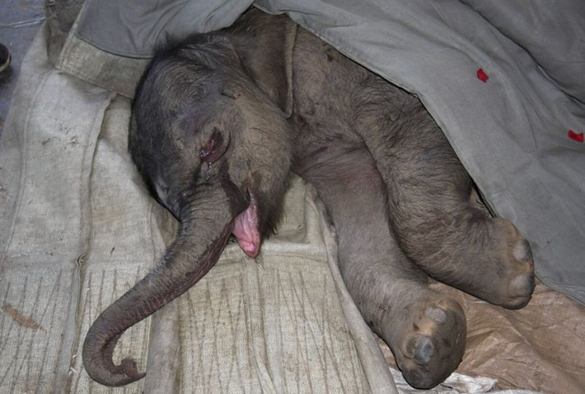 baby elephant is crying after stomped by her mother