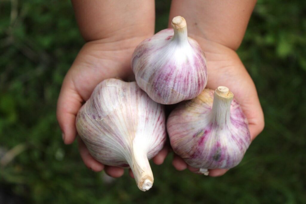 garlic - 100 times more powerful at fighting food poisoning than antibiotics - super detox