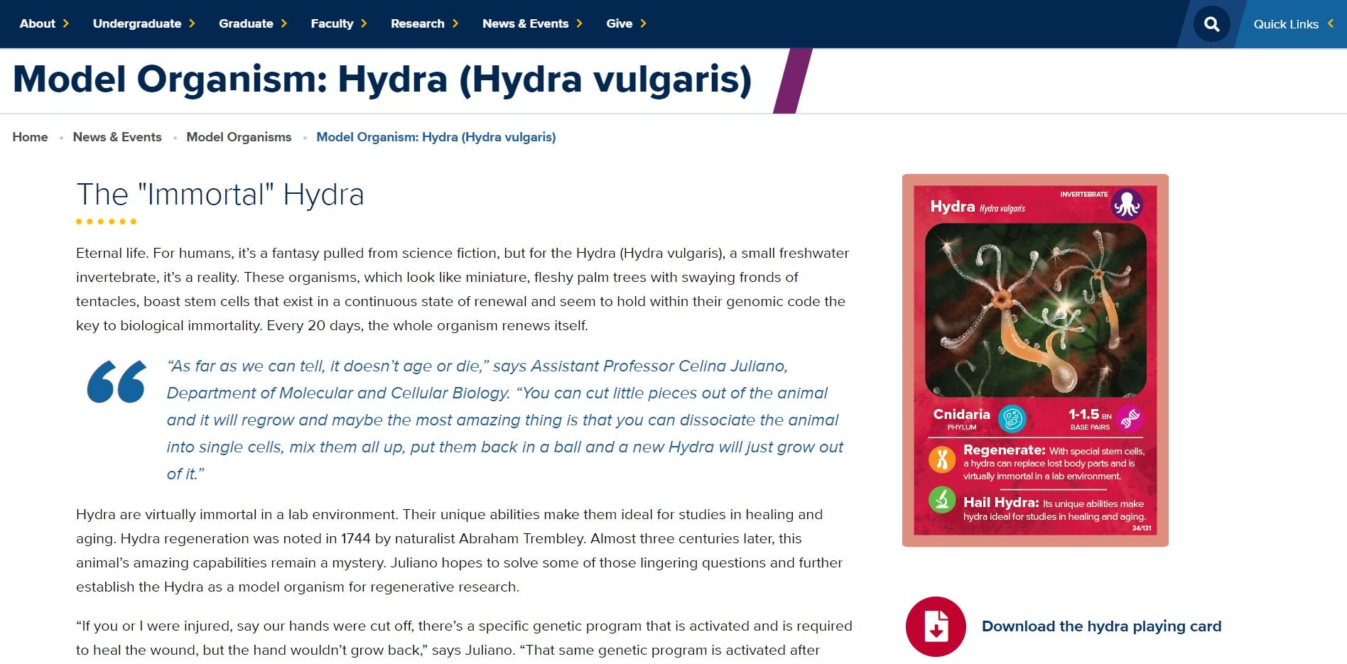 screenshot Model Organism - Hydra (Hydra vulgaris)