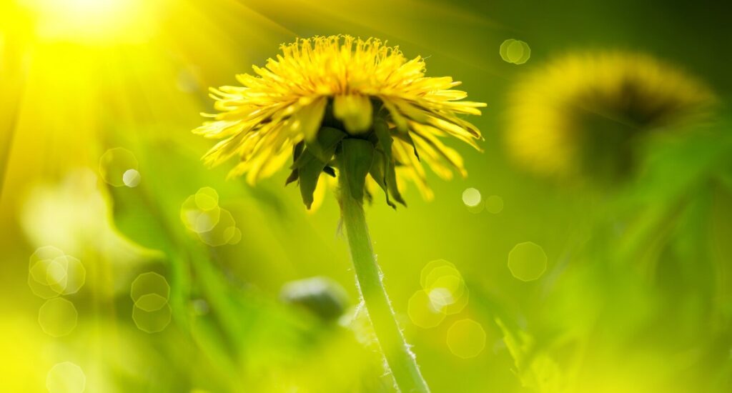 dandelion a natural remedy against cancer and other diseases