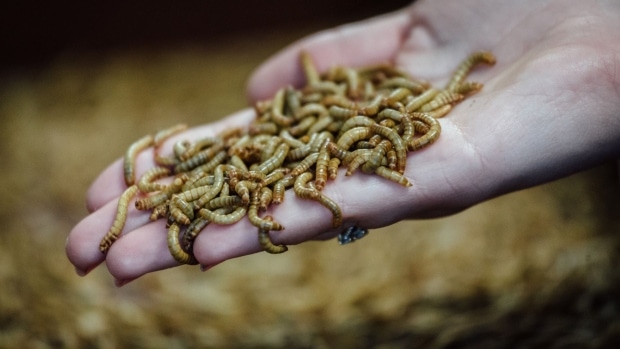 mealworms - Crickets, Mealworms and Grasshoppers Are Human Food, EU Says