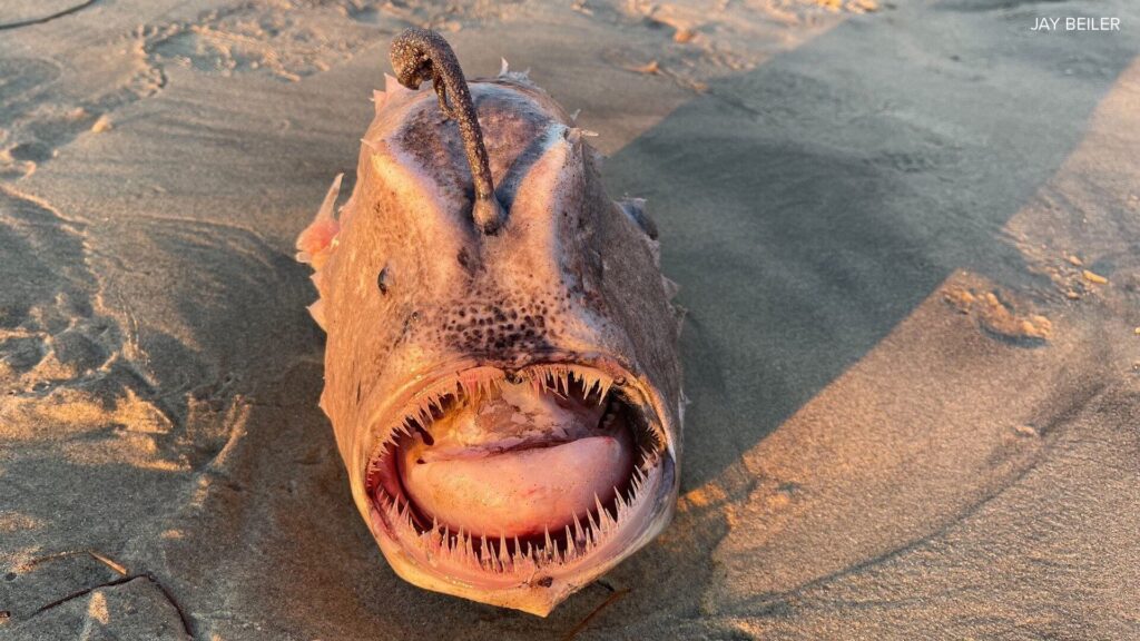 monstrous deep-sea angler fish found near San Diego, California