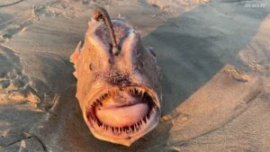 monstrous deep-sea angler fish found near San Diego, California