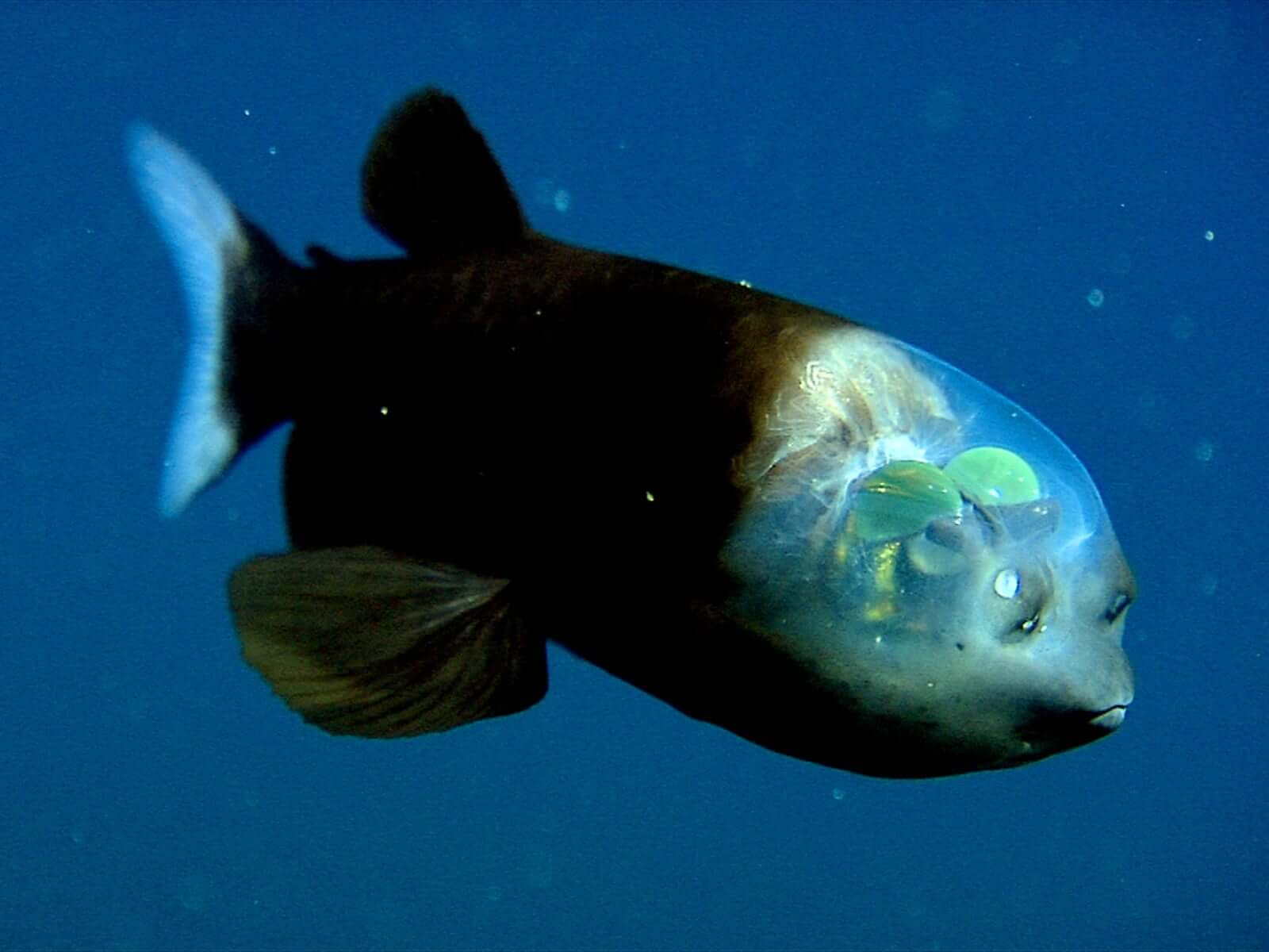 New deep-sea sighting - Barreleye fish with transparent head and tubular eyes