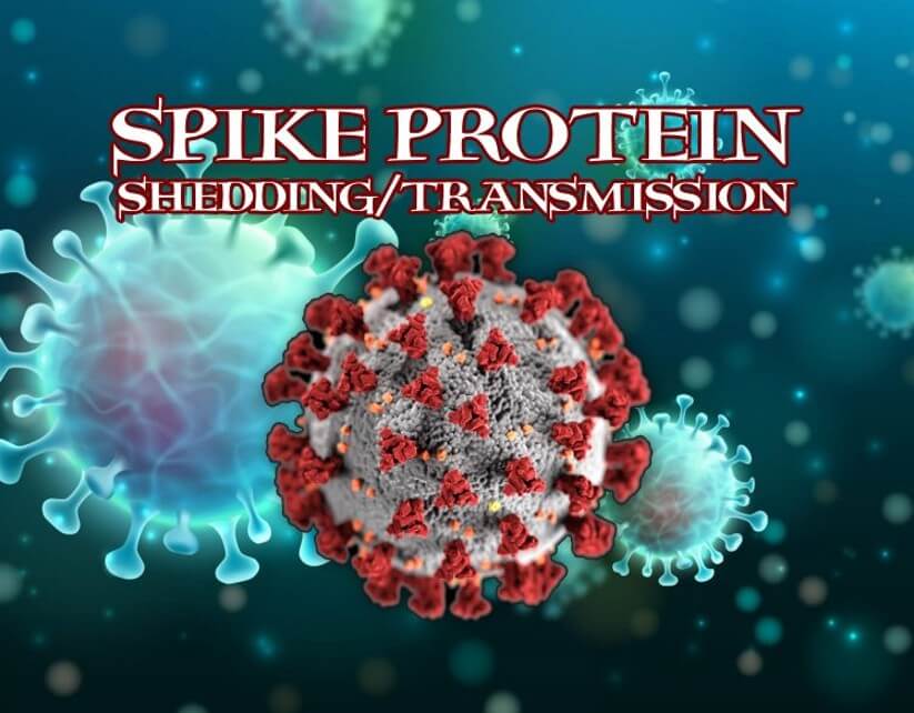 spike protein - Shedding and transmission