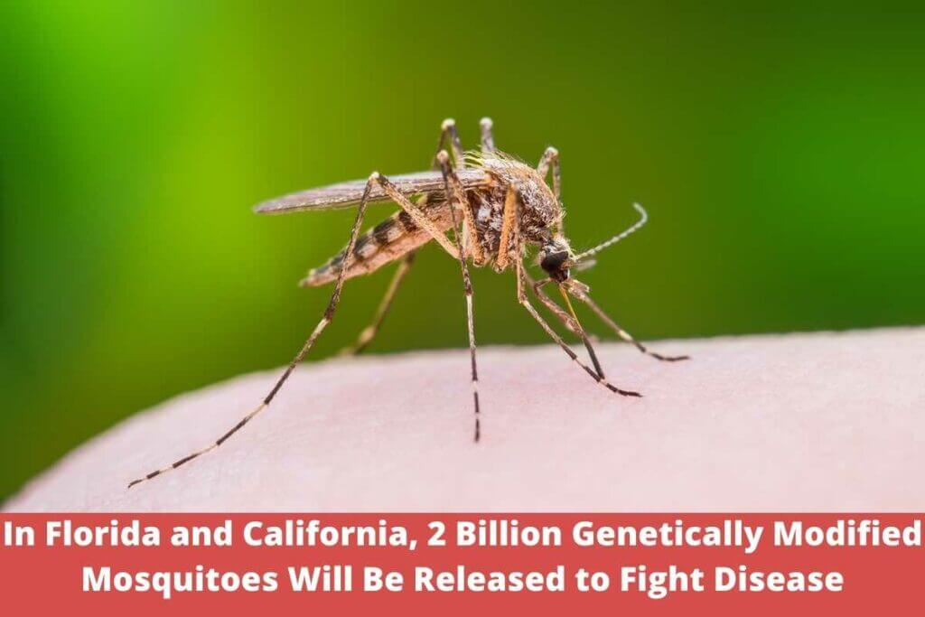 In Florida and California, 2 Billion Genetically Modified Mosquitoes Will Be Released