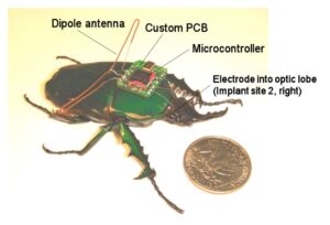 beetle with brain chip - how to hack and use an insect