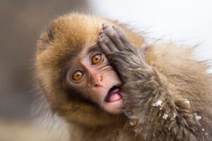 surprised shock monkey - Monkeypox agenda 2030 to cull animals