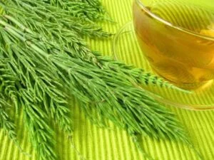 Horsetail for many natural remedies