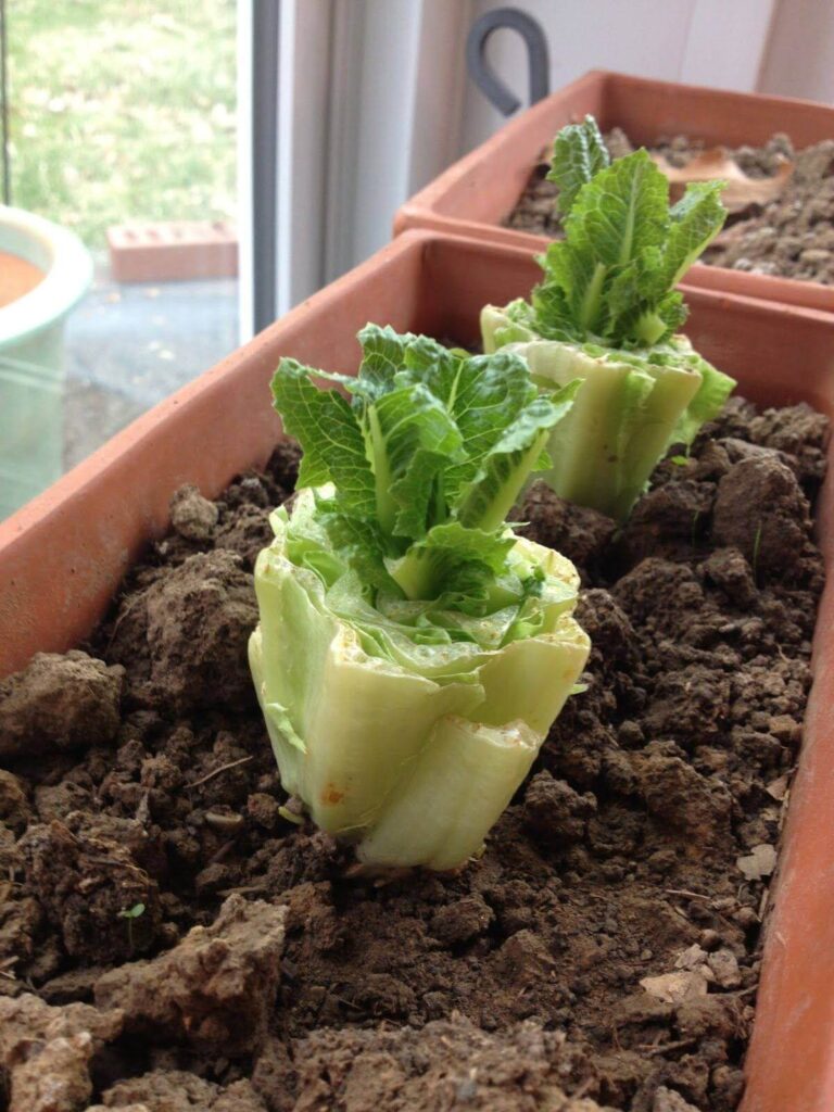How to regrow Romaine lettuce from the bottom of the stump