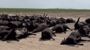 Thousands of cattle suddenly died last weekend in Kansas and it was not the heat