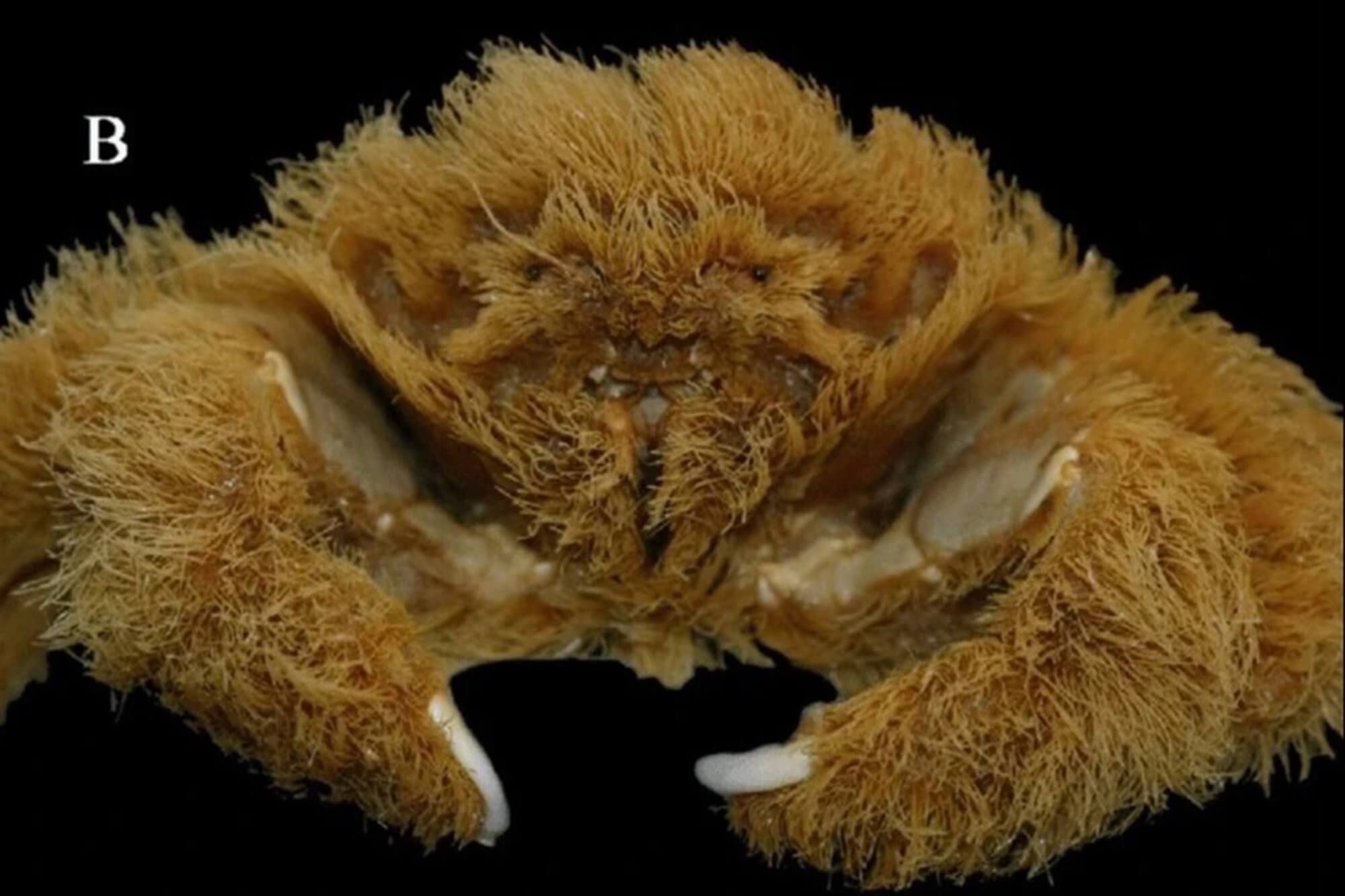 Horrifying new crab species covered in ‘hair’