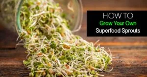 How to grow sprouts from seeds