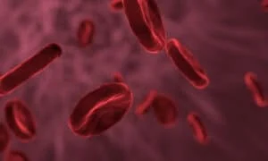 How to increase red blood cells