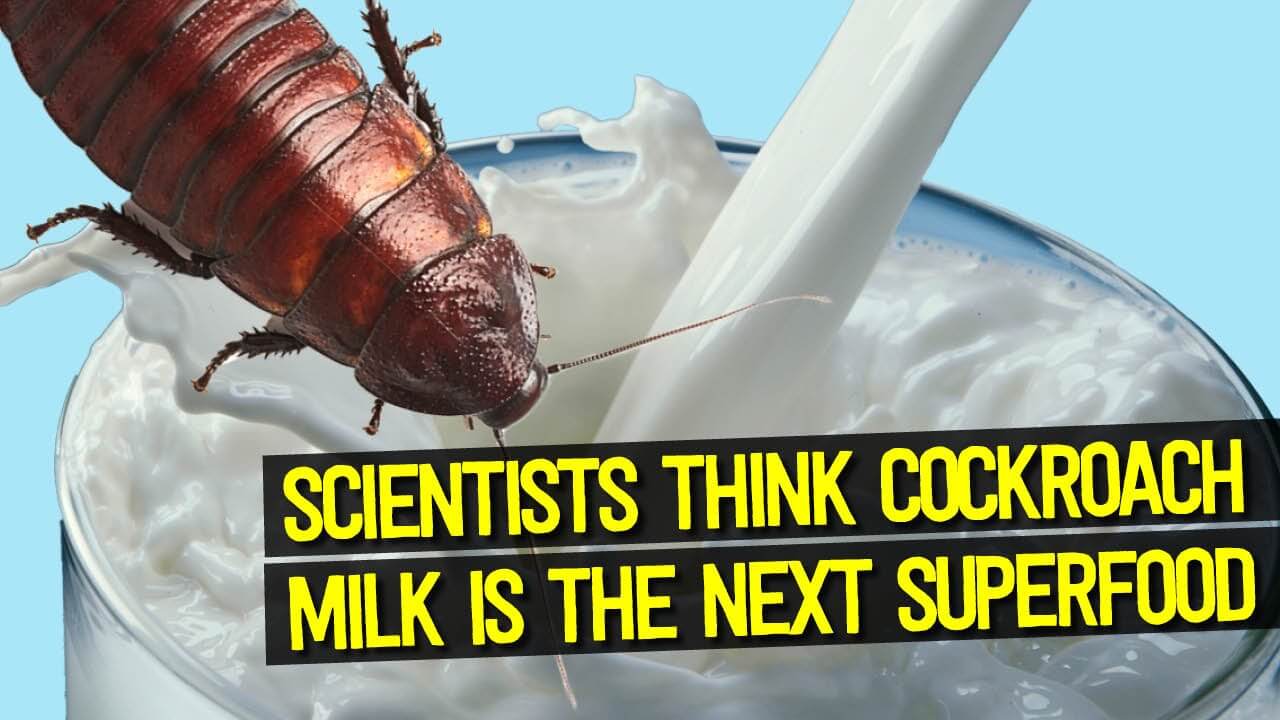 Cockroach milk the next superfood - they want us to eat insects!