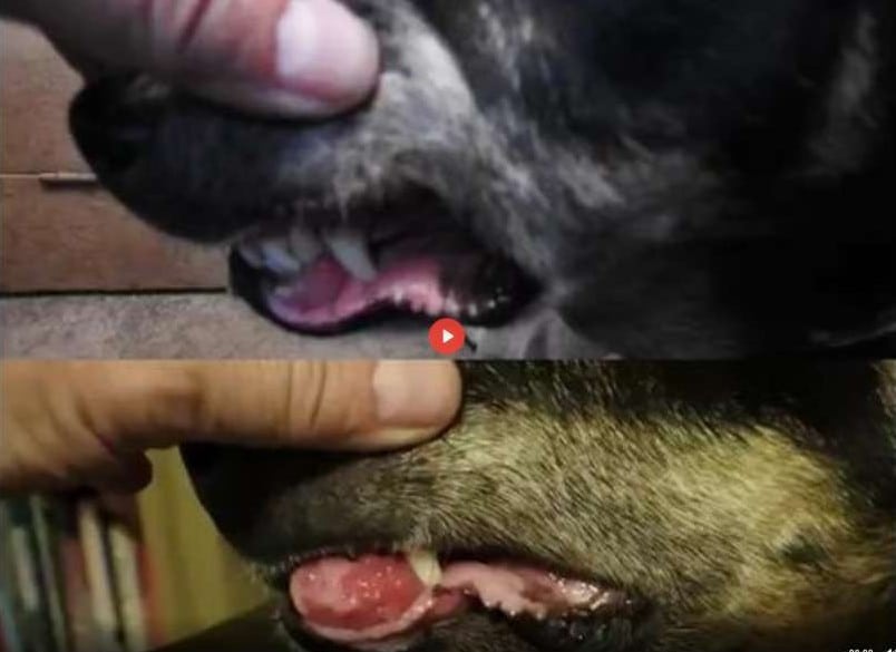 This man used DMSO dimethyl sulfoxide for about 2 weeks on his dog - Amazing results