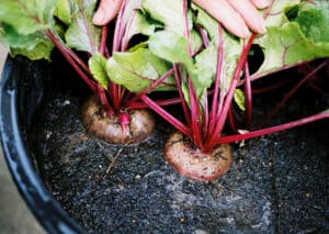 how to grow vegetables indoors - beets in containers