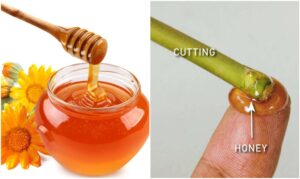 rooting plants organically using honey and other natural solutions