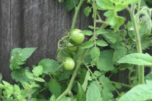 tomato leaves, stems, and green tomatoes are edible