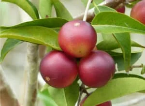 Camu Camu superfood