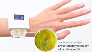 Integrating Living Organism in Smartwatch - Slime mold