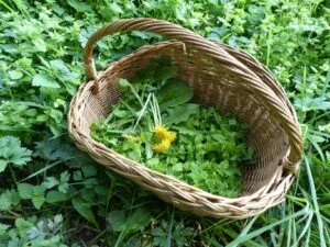 Foraging in winter - Wildplukken in de winter