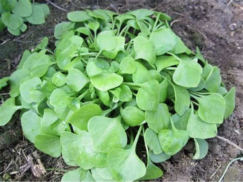 Miner's Lettuce, wild green superfood