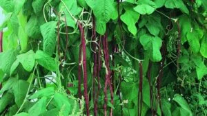 All bean leaves are edible and super healthy vegetables