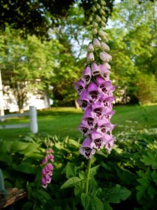 Foxglove as plant medicine with many health benefits they don't want you to know