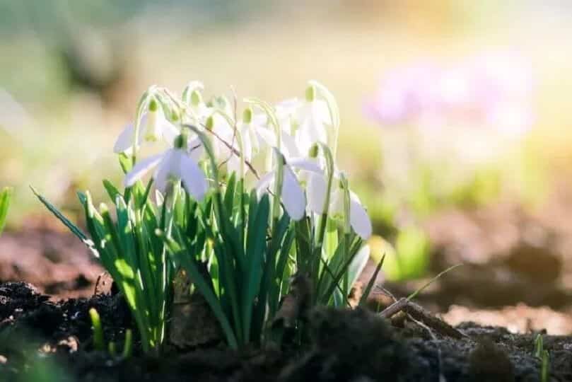 How To Tell When To Start Sowing and Planting Spring - Wanneer zaaien in volle grond voorjaar