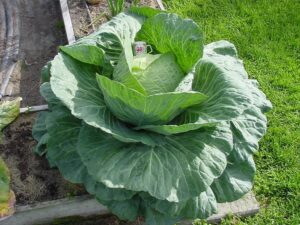 John Evans with amazing vegetables - Bountea - Giant cabbage growing well