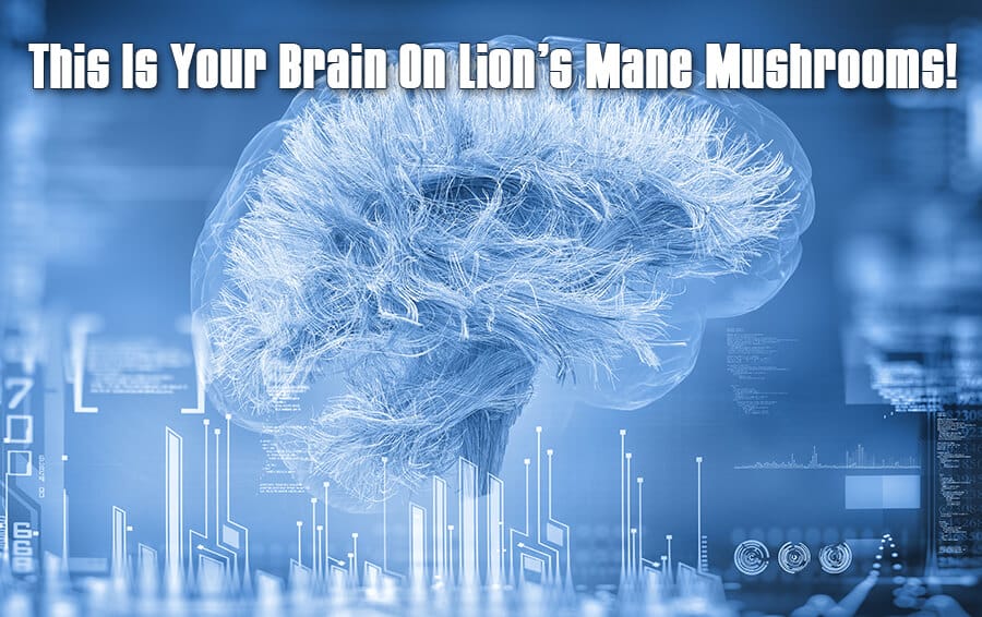 your brain on Lion's Mane Mushrooms - Lion's Mane can STOP ALZHEIMER!