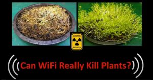 Can Wi-Fi really kill plants - WIFI test with sprouts