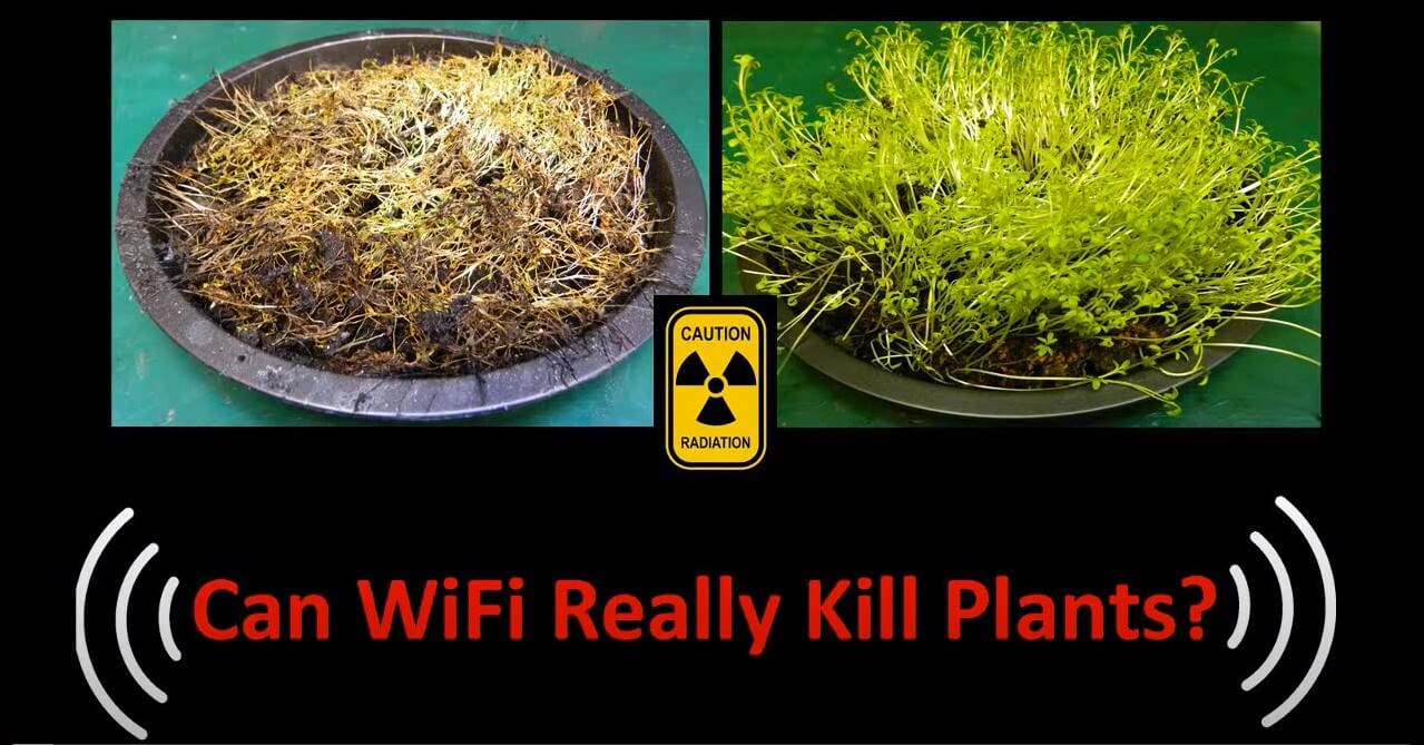 Can Wi-Fi really kill plants - WIFI test with sprouts
